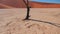 Lonely Dried Tree Snag Against Red Sand Dunes Namibia Sossusvlei Desert Deadvlei