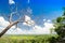 Lonely dry tree against the blue sky and green pasture