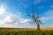 Lonely dry tree on the field. Still life. Climate effects. Climate warming and light rain