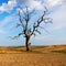 Lonely dry tree on the field. Still life. Climate effects. Climate warming and light rain