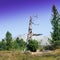 Lonely dry tree in the mountains.