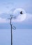 Lonely dry tree and raven against the background of the moon. Sunset landscape in a minimalistic style.