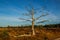 Lonely dry tree with spreading bare branches in autumn against the blue sky in a European forest