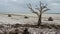 Lonely dry tree stump on a Zanzibar`s beach