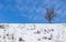 Lonely dry tree on a winter plateau, on snowy field