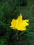 Lonely dry yellow maple leaf on background of greenery shrub. Close-up. Selective focus. Copy space.