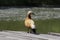A lonely duck stands on a wooden bridge