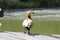 A lonely duck stands on a wooden bridge