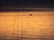 Lonely duck at sunset on a forest lake