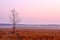 Lonely Dying Tree at Dawn