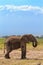 Lonely elephant near Mount Kilimanjaro. Kenya, Africa