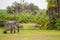 Lonely elephant in a palm oasis in Amboseli