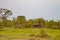 Lonely elephant in a palm oasis in Amboseli