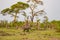 Lonely elephant in a palm oasis in Amboseli