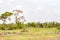 Lonely elephant in a palm oasis in Amboseli park