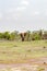 Lonely elephant in a palm oasis in Amboseli park