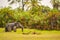 Lonely elephant in a palm oasis in Amboseli park