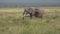 Lonely elephant walking in savannah of the Amboseli park under Kilimanjaro in the afternoon, close up portrait, very big