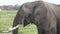 Lonely elephant walking in savannah of the Amboseli park under Kilimanjaro in the afternoon, close up portrait, very big