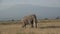 Lonely elephant walking in savannah of the Amboseli park under Kilimanjaro in the afternoon, close up portrait, very big