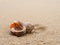 Lonely empty seashell on sand.