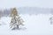 Lonely evergreen tree under strong blizzard