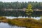 Lonely fall tree on a small island in a lake