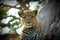 Lonely female leopard waits quiet over a hill looking for her pray in Pom-Pom Island private game reserve, Okavango delta