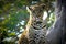 Lonely female leopard waits quiet over a hill looking for her pray in Pom-Pom Island private game reserve, Okavango delta