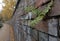 Lonely fern in a wall