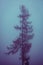 Lonely fir tree in dense blue fog