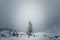 Lonely fir tree in foggy frozen landscape