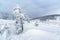 A lonely fir-tree in winter Silesian Beskids mountains