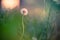 Lonely flower fluffy dandelion growing in a field