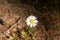 Lonely flower in the middle of the forest. Blooming wild flower Blooming chamomile flower