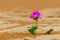A lonely flower in the middle of the golden desert