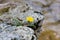 Lonely flower on a rock