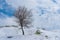 Lonely flowering apricot tree on a hill after snow storm in April