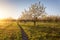 Lonely flowering fruit trees in the garden at sunset