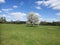 Lonely flowering tree in a field.