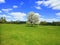 Lonely flowering tree in a field.