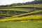 Lonely flowering tree among green fields Fields of rapeseed cultivation Lubelszczyzna