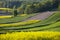 Lonely flowering tree among green fields Fields of rapeseed cultivation Lubelszczyzna