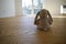 A lonely fluffy bunny sits on parquet floor