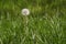 Lonely fluffy dandelion with seeds on a green grass