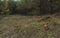 Lonely fly agaric amanita n the dark autumn coniferous pine forest on the meadow