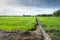 Lonely footpath in fresh field