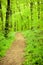 Lonely footpath through lush green forest in springtime