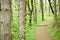 Lonely footpath through lush green forest in springtime