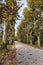 Lonely forest road surrounded by trees